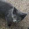 Baby Smokey Bonded pair with Shadow