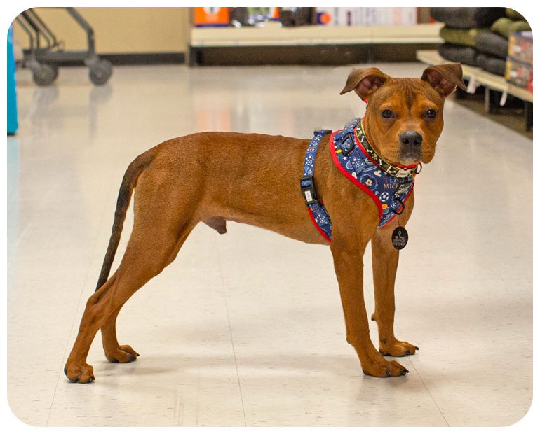 adoptable Dog in Utica, MI named Parker-Hooch
