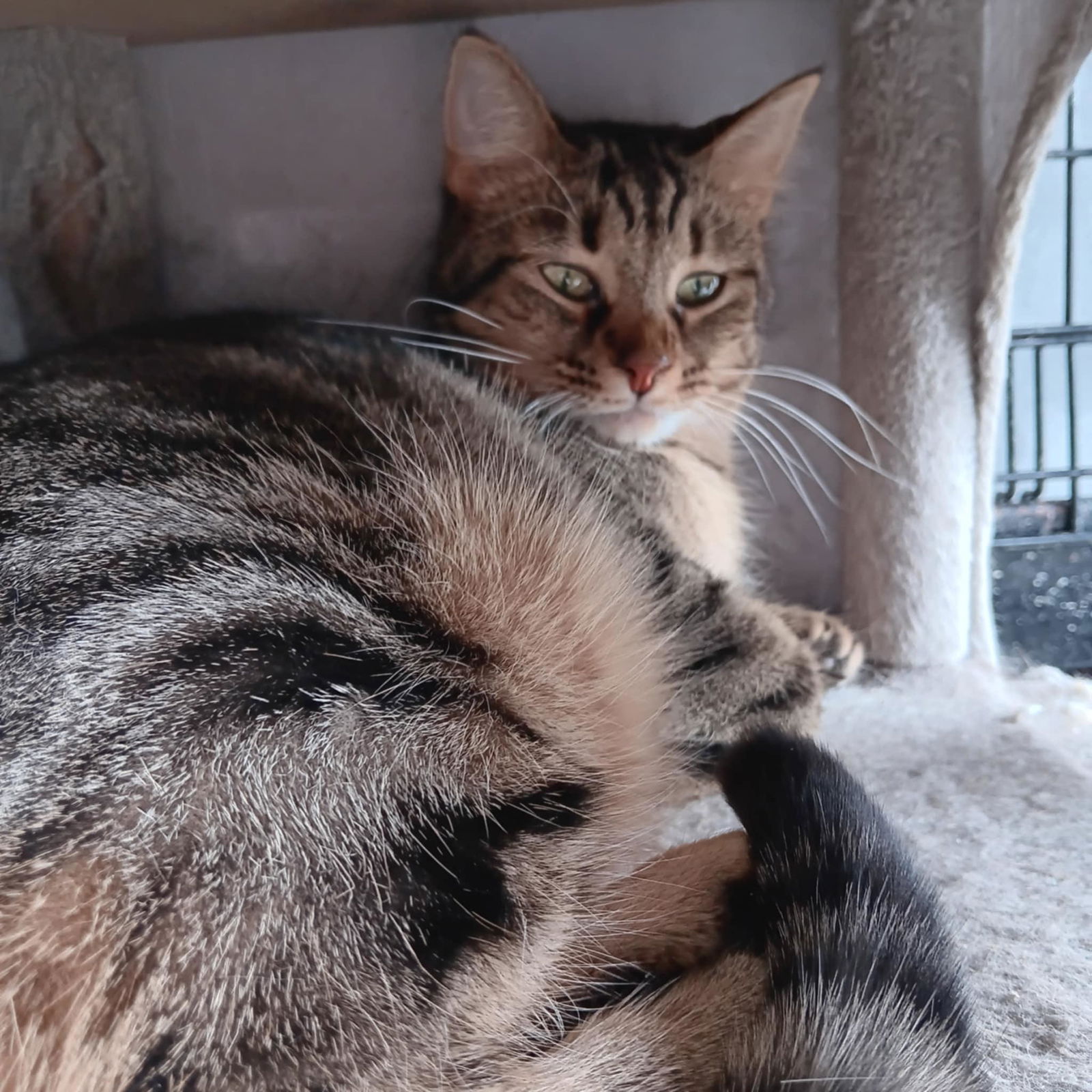 adoptable Cat in Utica, MI named Wren