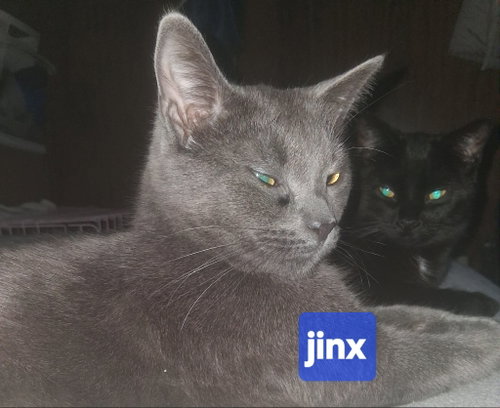 Photo 5 of Jinx