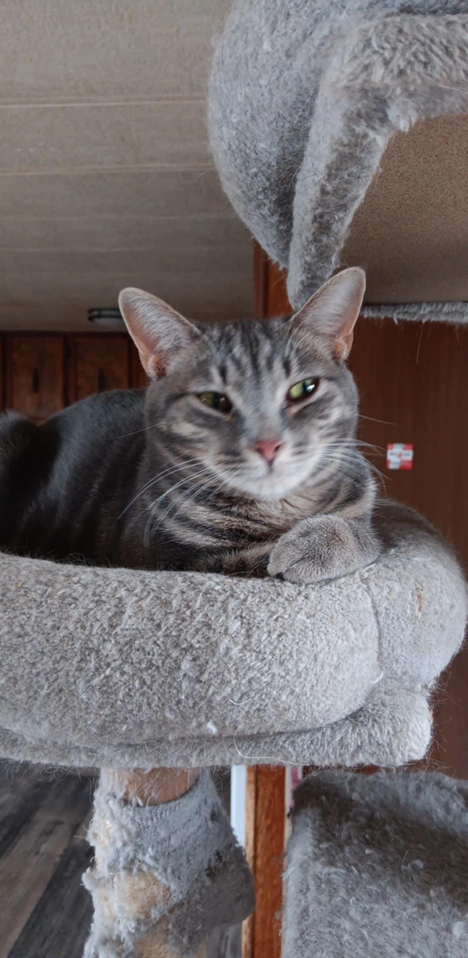 adoptable Cat in Utica, MI named Baby Quill
