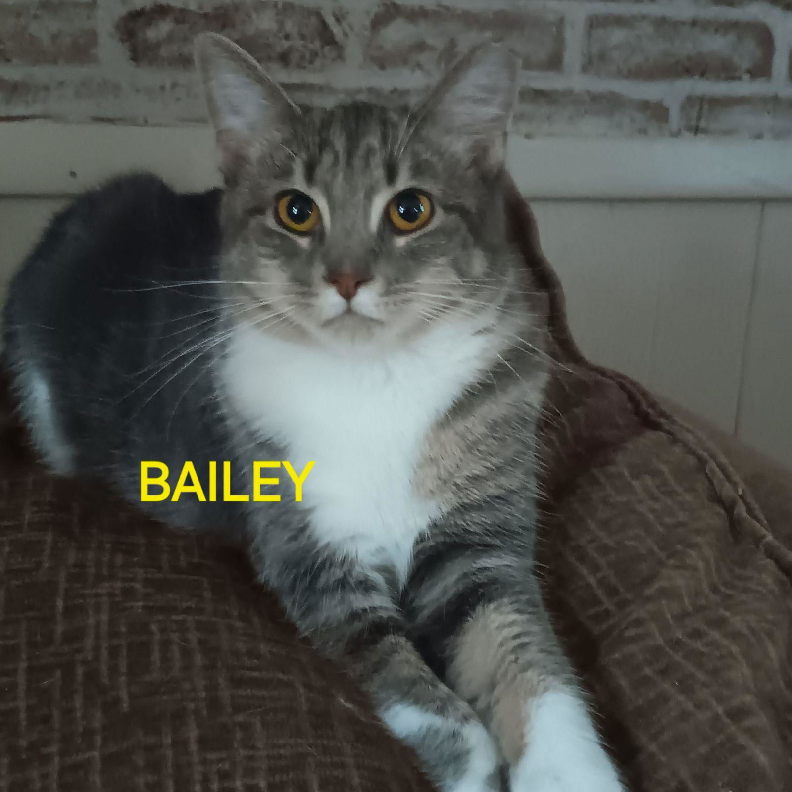 adoptable Cat in Utica, MI named Baby Bailey
