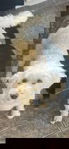 Holly