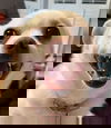 Stella