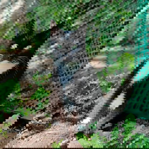 Felix-Courtesy post