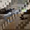 Felix-Courtesy post