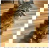 Twister~ Courtesy