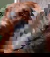 Artie