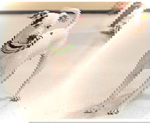 Thumper~Adopted