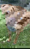 Hooch-ADOPTED