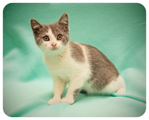 Pansy & Tulip = Cute, Cuddly & Fun Kittens!