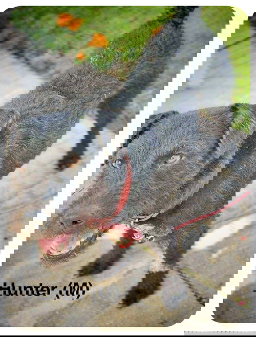 Hunter