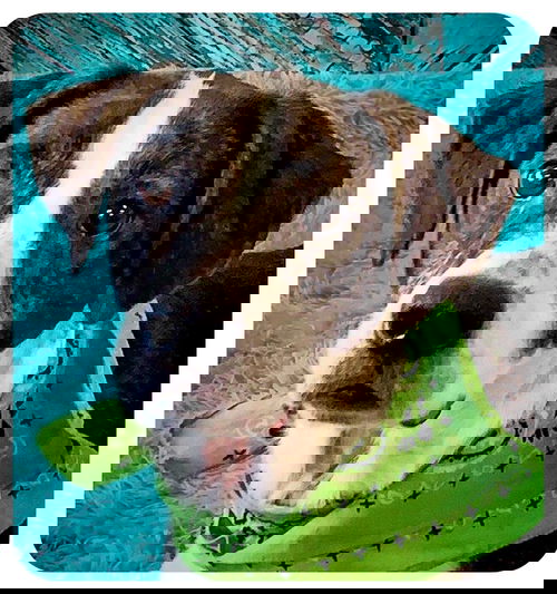 Stimpy
