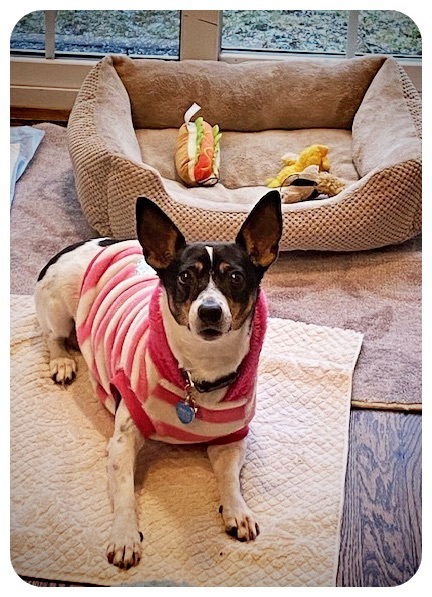 Dolly says Hello!