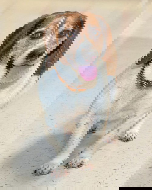 Herman