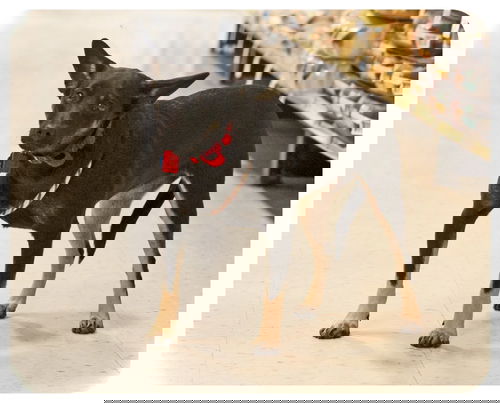 Spookie-ADOPTED