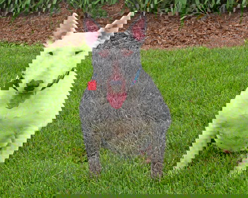 Liza_ADOPTED