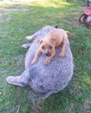 Baby Cabela