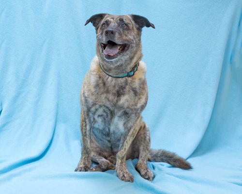 Mowgli-COURTESY-Has Found A Home
