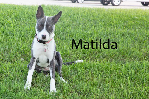 Matilda-ADOPTED