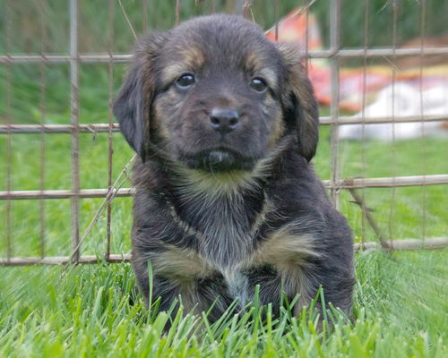 Baby Augie-ADOPTED