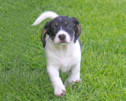 Baby Anabel-ADOPTED