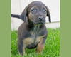 Baby Alfie-ADOPTED