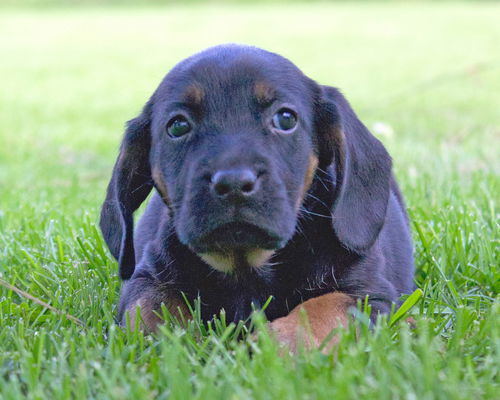 Baby Astro-ADOPTED