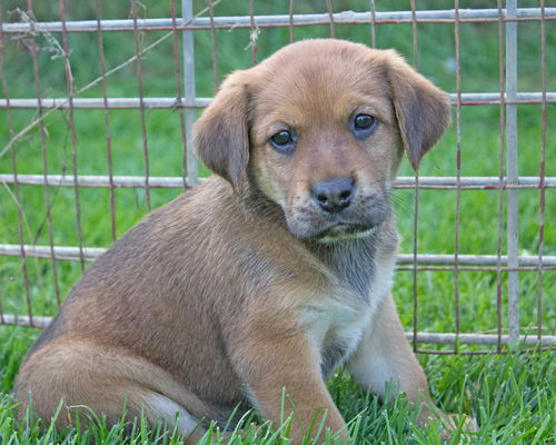 Baby Ammie-ADOPTED