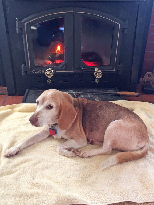 Starlight-ADOPTED