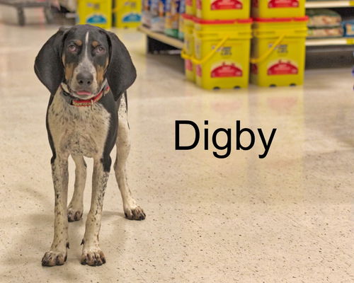 Digby-ADOPTED