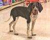 Digby-ADOPTED
