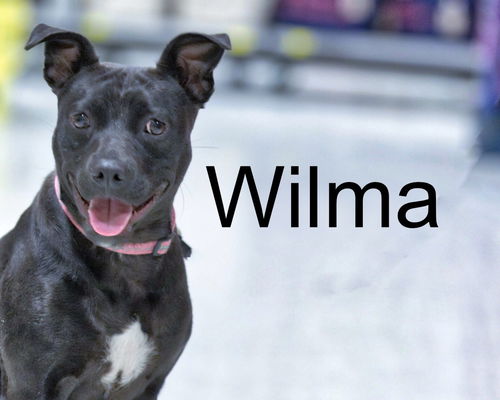 Wilma-ADOPTED