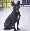 Wilma-ADOPTED