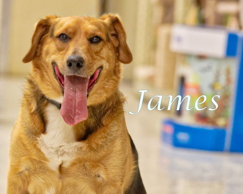 James-ADOPTED