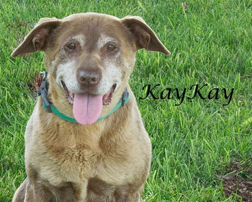 KayKay-ADOPTED