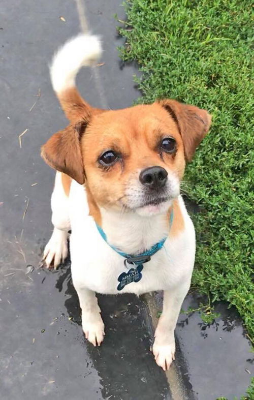 Squiggy-ADOPTED