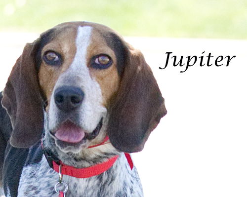 Jupiter-ADOPTED