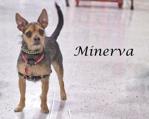 Minerva-ADOPTED