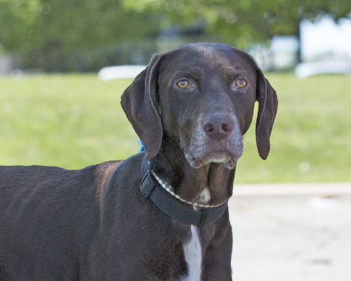 Logan-ADOPTED