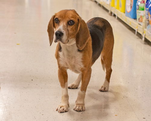 Doris-ADOPTED