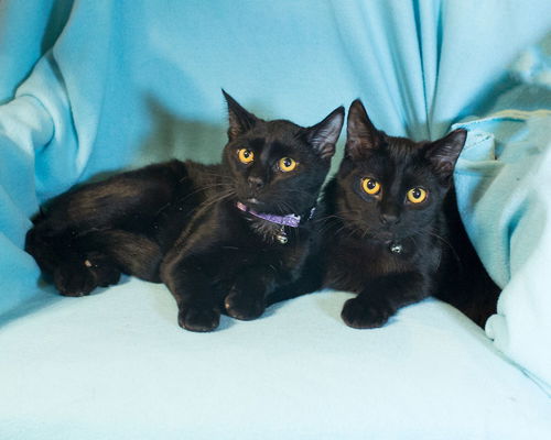 Fender & Gibson-COURTESY-ADOPTED