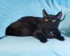 Fender & Gibson-COURTESY-ADOPTED