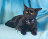 Gibson & Fender-COURTESY-ADOPTED