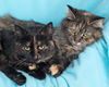 Mocha & Maggie - Calm, Cuddly Cats-COURTESY