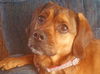 Sophie-ADOPTED