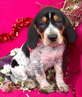 Baby Blitzen-ADOPTED