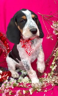 Baby Comet-ADOPTED
