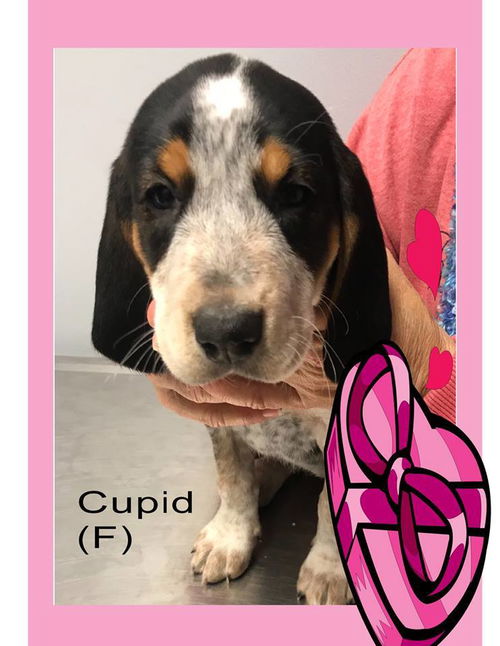 Baby Cupid-ADOPTED