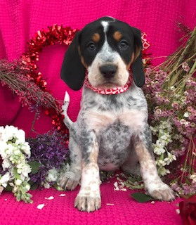 Baby Dancer-ADOPTED